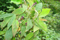 Ceropegia intermedia
